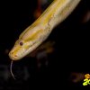 31.10.2017 Schelloween Bilder von Lothar